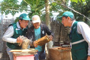 SENASA_MINAGRI-Sanidad apicola en Peru