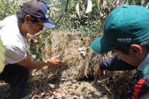Senasa Roedores en Huancavelica - MINAGRI