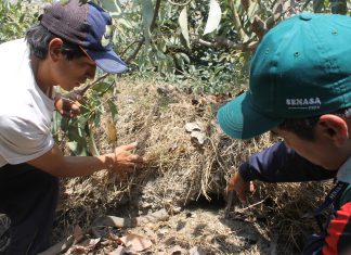 MINAGRI concreta acciones con agricultores y autoridades de Castrovirreyna para el control de roedores