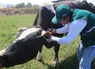 Arequipa: Evalúan prevalencia de Tuberculosis bovina en cuencas lecheras de la región