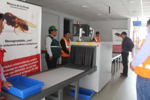 Senasa-control-mosca-de-la-fruta