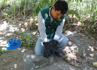 Población organizada con MINAGRI para controlar plaga de roedores en Arequipa