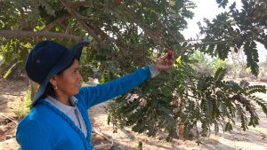 Senasa establece plazo límite de cosecha para la ciruela - MINAGRI