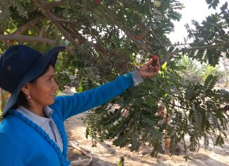 Ica: MINAGRI establece plazo límite de cosecha para la ciruela