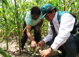Cusco: MINAGRI evalúa cultivos de maíz para controlar presencia de plagas y enfermedades