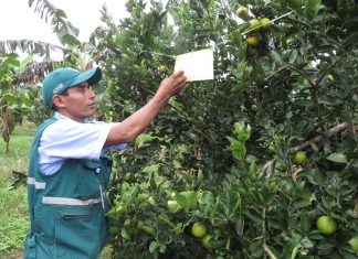 Madre de Dios: Intensifican vigilancia fitosanitaria en cultivos de cítricos