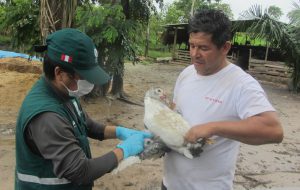 Senasa-ucayali-influenza-aviar-2