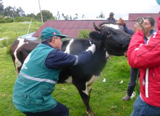 Pequeños productores de Apurímac se benefician con jornada de vacunación contra carbunco