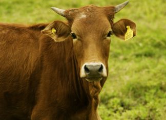 Se aprueba nuevos requisitos sanitarios para importación de semen de bovino congelado de Australia