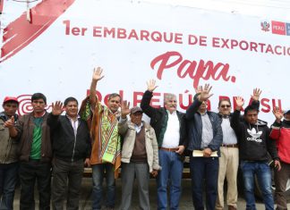 Productores de Apurímac y Ayacucho concretan primera venta de 80 toneladas de papa al Brasil