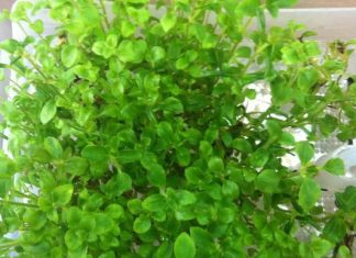 Senasa establece requisitos fitosanitarios para importación de plantas in vitro de Stevia procedentes de Japón