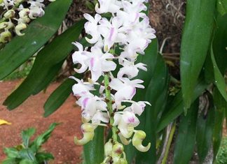 Establecen requisitos fitosanitarios en la importación de plantas in vitro de orquídea de diversos géneros de Taiwán