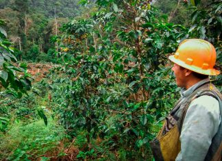 Puno: productores consolidaron su primera exportación de café a Rusia