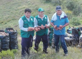 Agricultores de Apurímac cosechan papa aplicando metodología aprendida en Escuela de Campo