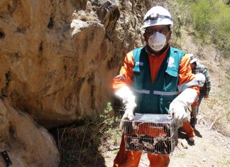 Apurímac: MINAGRI instruye a 928 productores pecuarios en control de la rabia