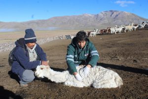 senasa-arequipa-sabancaya-alcapas