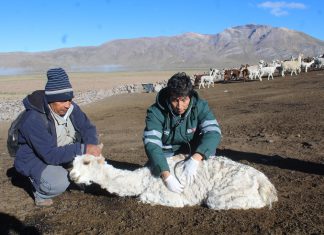 Arequipa: MINAGRI evalúa animales y cultivos en distritos colindantes al volcán Sabancaya
