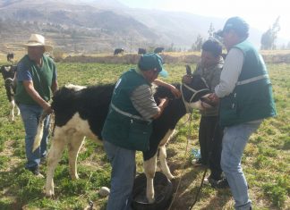 MINAGRI atiende a pequeños ganaderos en zonas altas de Arequipa