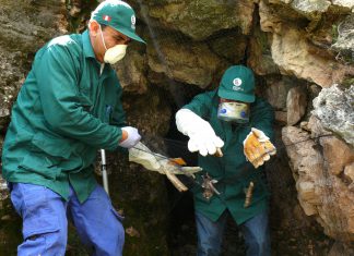 Captura de murciélagos transmisores de rabia en Ayacucho