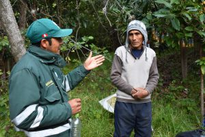 senasa-ayacucho-mosca-de-la-fruta