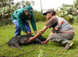 Más de 800 familias del VRAEM se benefician con acciones sanitarias del MINAGRI