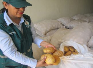 MINAGRI certifica primer envío de papa Yungay a Brasil