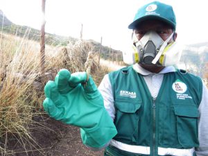 senasa-cusco-langosta-2