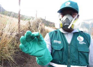 Cusco: Con trabajo coordinado controlan plaga de langostas en comunidades campesinas