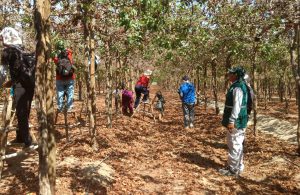 senasa-ica-prevención-de-mosca