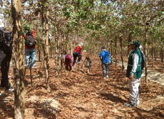 Ica: MINAGRI resguarda la sanidad agraria con acciones para el control de mosca de la fruta