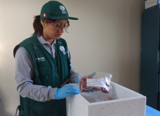 Ica: MINAGRI monitorea residuos químicos en carnes de bovino y caprino