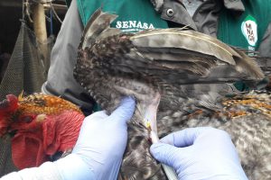senasa-la-libertad-influenza-aviar