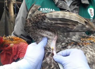 La Libertad: Muestrearán 4,890 aves domésticas para descarte de influenza aviar