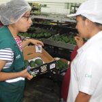 senasa-lambayeque-palta