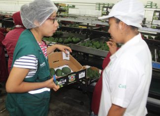 Lambayeque: Supervisan evaluación de materia seca en palta Hass de exportación