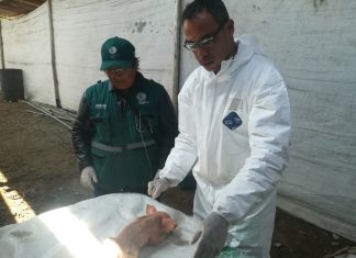 Huaral: MINAGRI descarta peste porcina en Aucallama