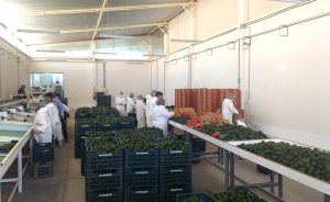 senasa-moquegua-palta-exportación