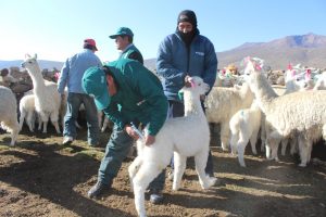 senasa-puno-dosificacion-alpacas