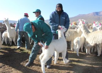 Puno: Se inicia jornada de dosificación preventiva de alpacas ante heladas