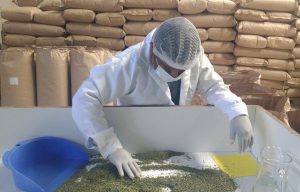 senasa-tacna-oregano