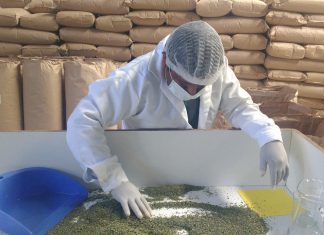 Tacna: MINAGRI certifica diez toneladas de orégano para su exportación a España