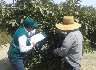 Tacna: MINAGRI certifica predios para la exportación de palta