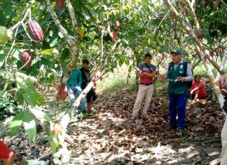 Ucayali: Cacaoteros aprenden sobre acciones de manejo integrado de plagas
