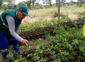 Ucayali: MINAGRI refuerza vigilancia en cultivos de limón y naranja