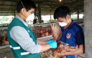 senasa-ucayali-influenza-aviar-1