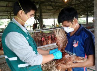 Ucayali: Descarte de influenza aviar en granjas y corrales cercanas a lagunas