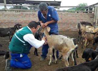 MINAGRI evalúa situación sanitaria de la Brucelosis caprina en La Libertad