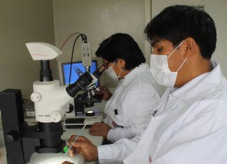 Cronología del desarrollo del control biológico en el Perú