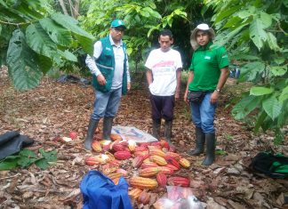 Análisis de cadmio de la UE solo es para los derivados del cacao como el chocolate