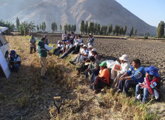 Escuelas de Campo del MINAGRI capacitan a productores de papa en el Valle de Tambo